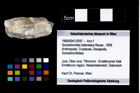 Foto (Objekt + Etikett) von Goniodromites bidentatus (Reuss, 1859)  (NHMW-GEO-1990-0041-2597)